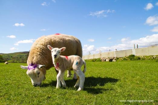 Easter lambs